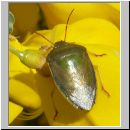 Piezodorus lituratus - Wanze 01.jpg